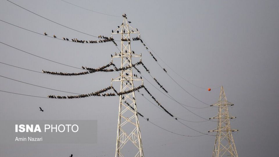 پرندگان تالاب «هورالعظیم» پرندگان تالاب «هورالعظیم»