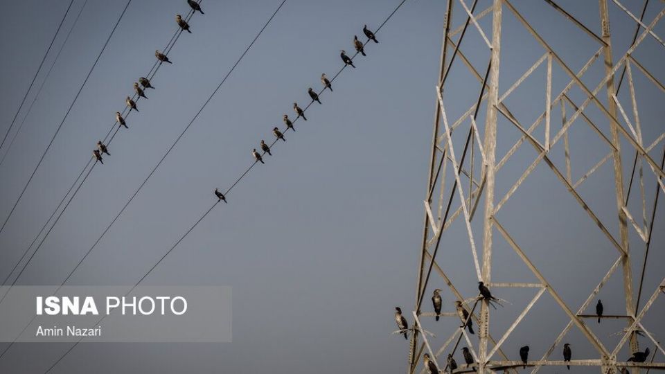 پرندگان تالاب «هورالعظیم» پرندگان تالاب «هورالعظیم»