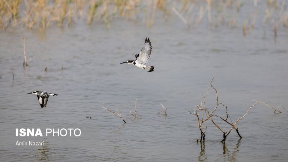 پرندگان تالاب «هورالعظیم» پرندگان تالاب «هورالعظیم»