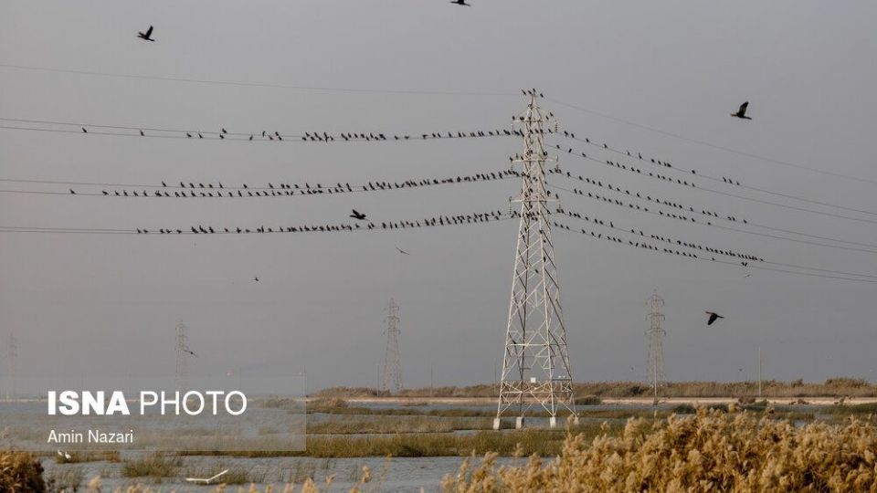 پرندگان تالاب «هورالعظیم» پرندگان تالاب «هورالعظیم»