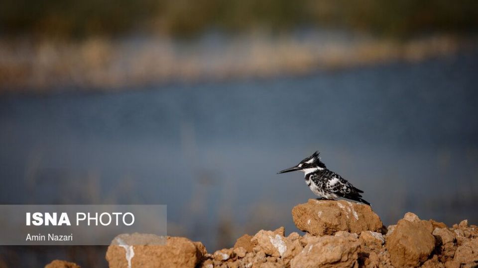 پرندگان تالاب «هورالعظیم» پرندگان تالاب «هورالعظیم»