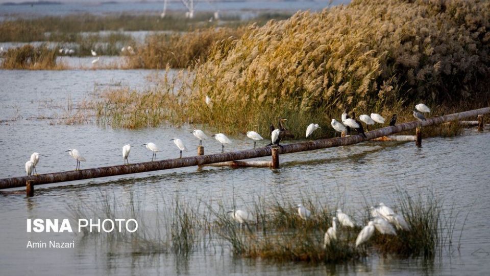 پرندگان تالاب «هورالعظیم» پرندگان تالاب «هورالعظیم»