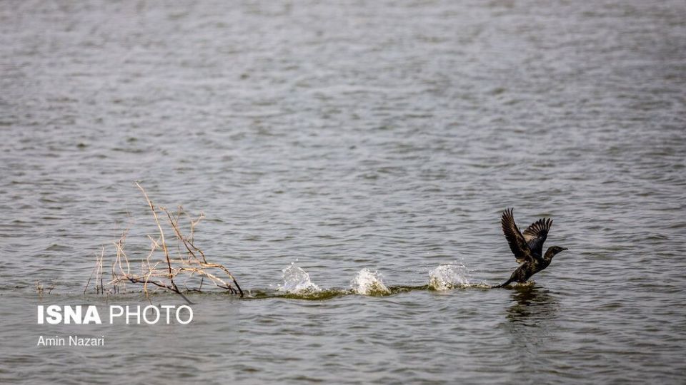 پرندگان تالاب «هورالعظیم» پرندگان تالاب «هورالعظیم»