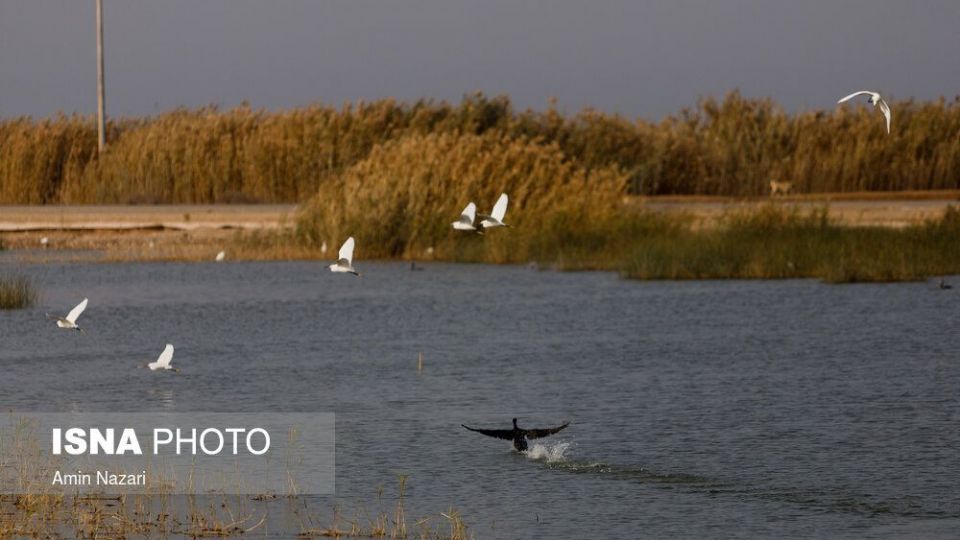 پرندگان تالاب «هورالعظیم» پرندگان تالاب «هورالعظیم»