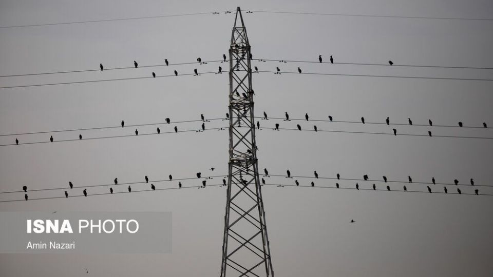 پرندگان تالاب «هورالعظیم» پرندگان تالاب «هورالعظیم»