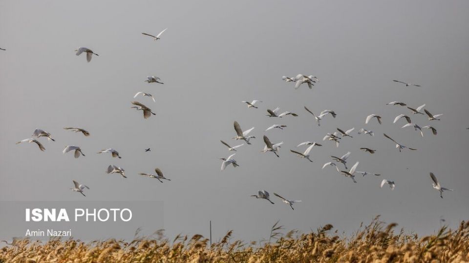 پرندگان تالاب «هورالعظیم» پرندگان تالاب «هورالعظیم»