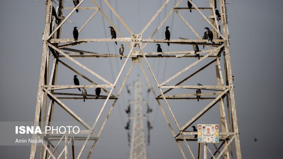 پرندگان تالاب «هورالعظیم» پرندگان تالاب «هورالعظیم»