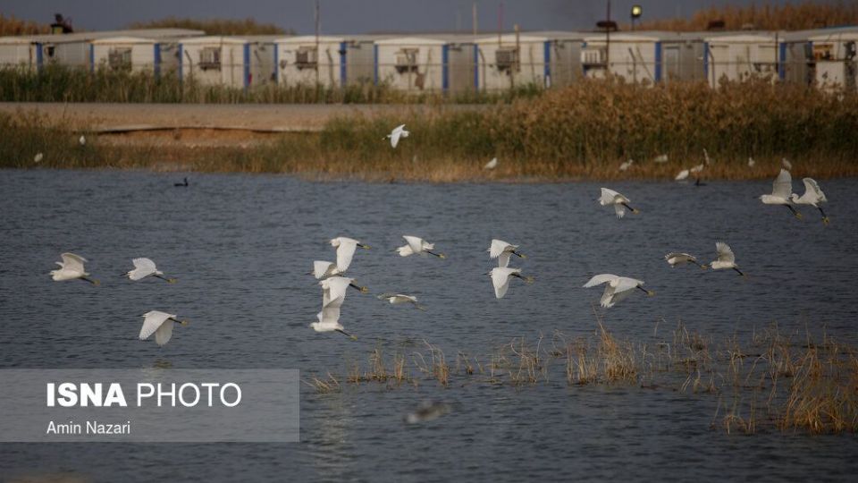 پرندگان تالاب «هورالعظیم» پرندگان تالاب «هورالعظیم»