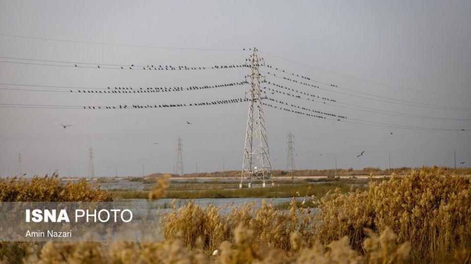 پرندگان تالاب «هورالعظیم» پرندگان تالاب «هورالعظیم»