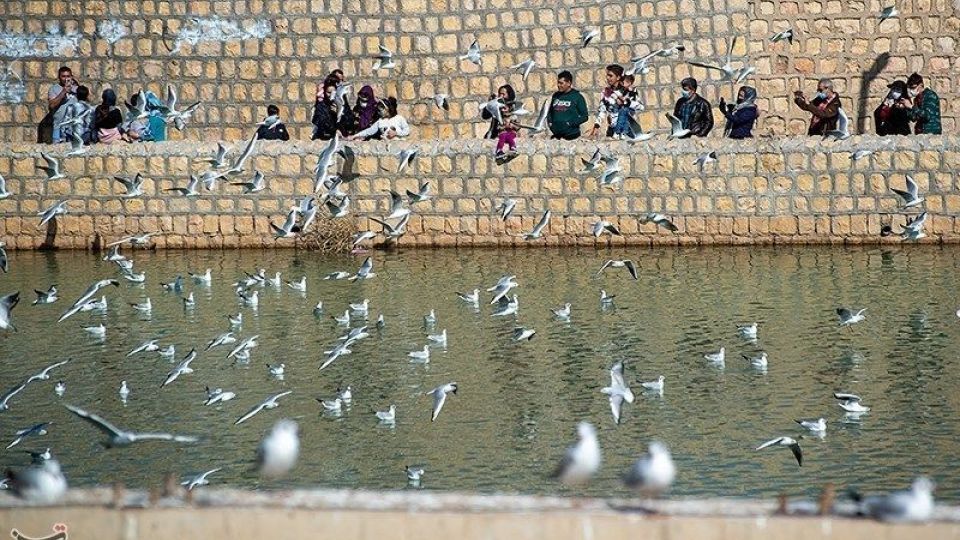 میهمانان ناخوانده زمستان شیراز میهمانان ناخوانده زمستان شیراز