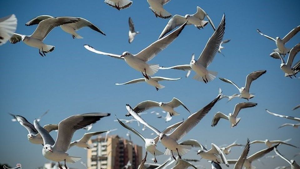 میهمانان ناخوانده زمستان شیراز میهمانان ناخوانده زمستان شیراز