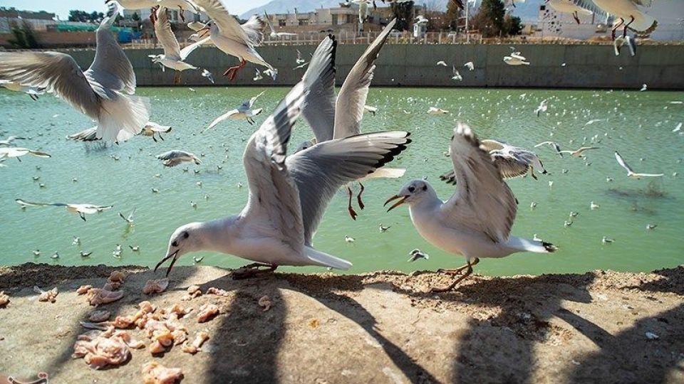 میهمانان ناخوانده زمستان شیراز میهمانان ناخوانده زمستان شیراز