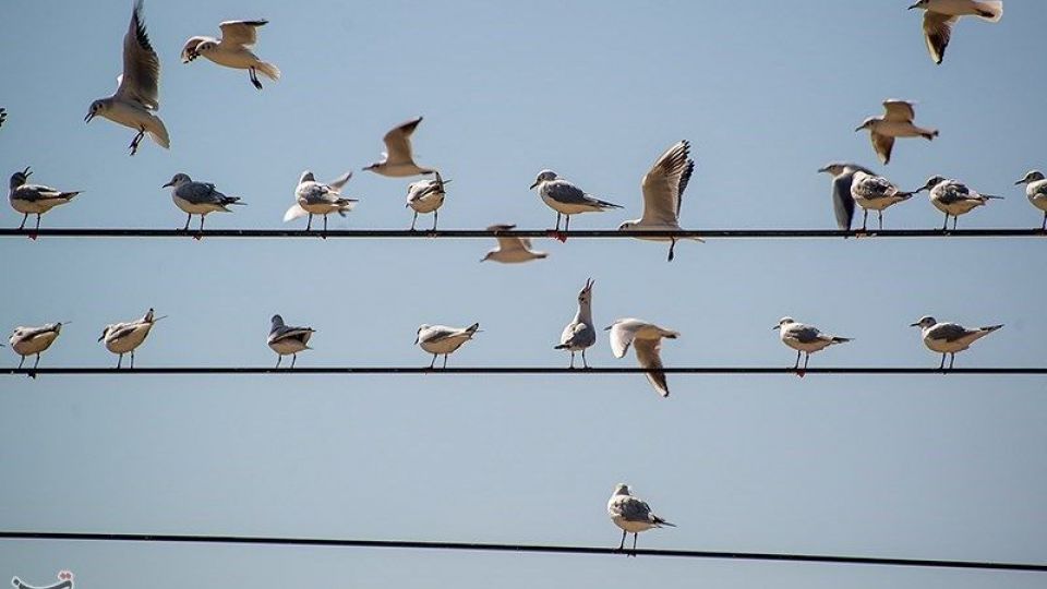 میهمانان ناخوانده زمستان شیراز میهمانان ناخوانده زمستان شیراز