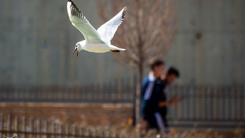 میهمانان ناخوانده زمستان شیراز میهمانان ناخوانده زمستان شیراز