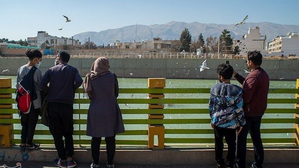 میهمانان ناخوانده زمستان شیراز میهمانان ناخوانده زمستان شیراز