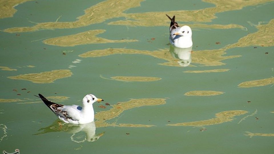 میهمانان ناخوانده زمستان شیراز میهمانان ناخوانده زمستان شیراز