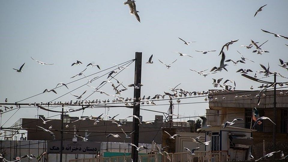میهمانان ناخوانده زمستان شیراز میهمانان ناخوانده زمستان شیراز