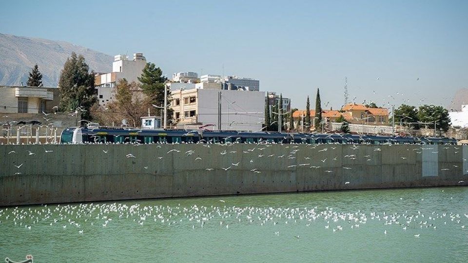 میهمانان ناخوانده زمستان شیراز میهمانان ناخوانده زمستان شیراز