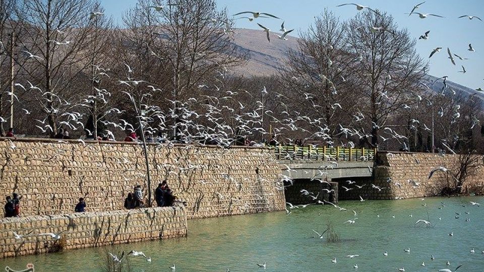 میهمانان ناخوانده زمستان شیراز میهمانان ناخوانده زمستان شیراز