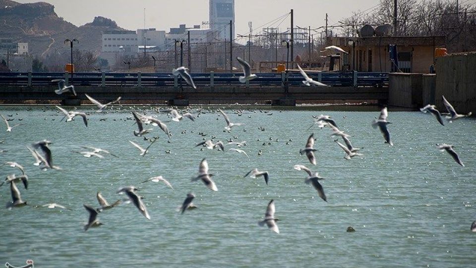 میهمانان ناخوانده زمستان شیراز میهمانان ناخوانده زمستان شیراز