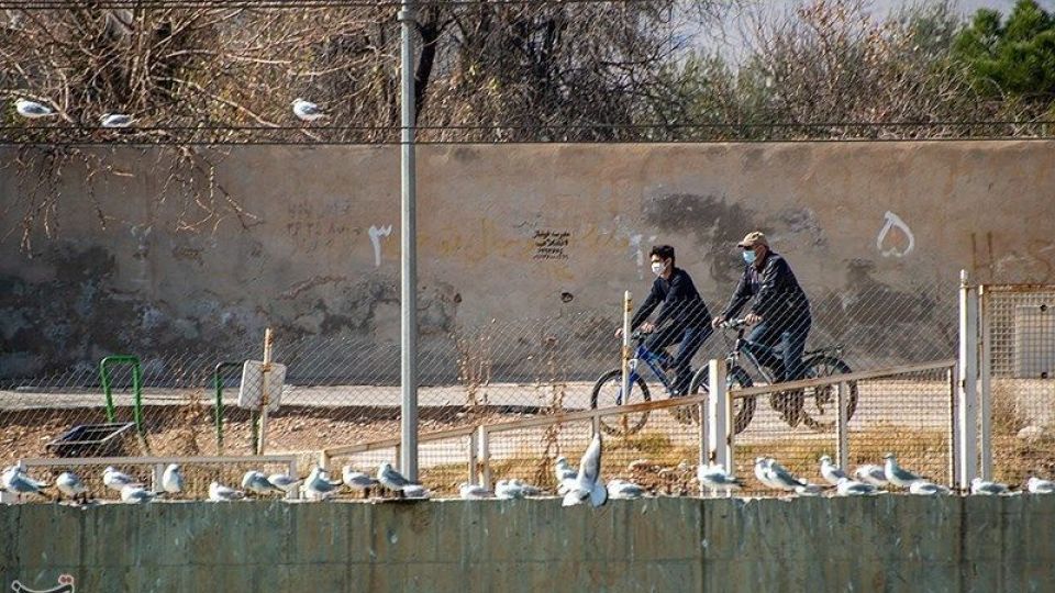 میهمانان ناخوانده زمستان شیراز میهمانان ناخوانده زمستان شیراز