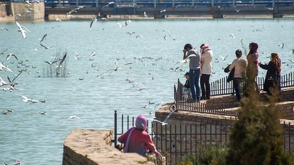 میهمانان ناخوانده زمستان شیراز میهمانان ناخوانده زمستان شیراز