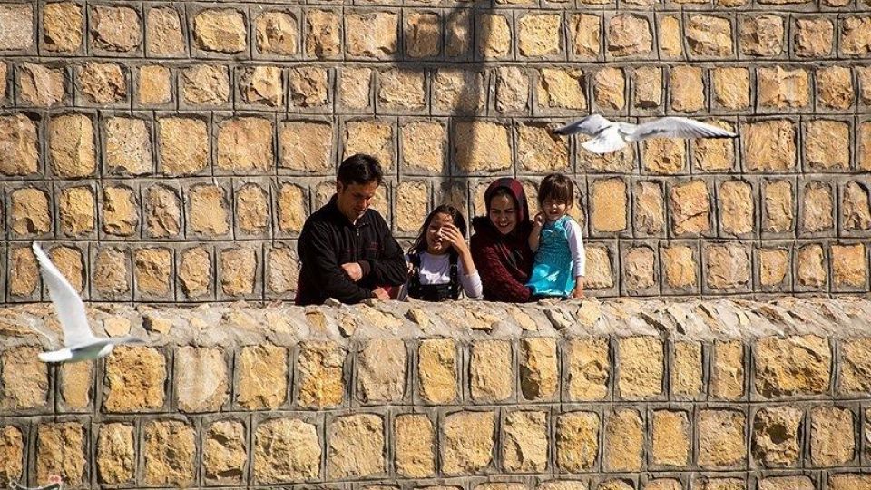 میهمانان ناخوانده زمستان شیراز میهمانان ناخوانده زمستان شیراز