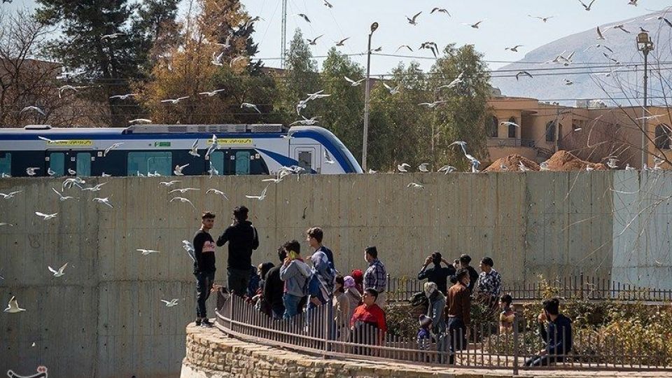 میهمانان ناخوانده زمستان شیراز میهمانان ناخوانده زمستان شیراز