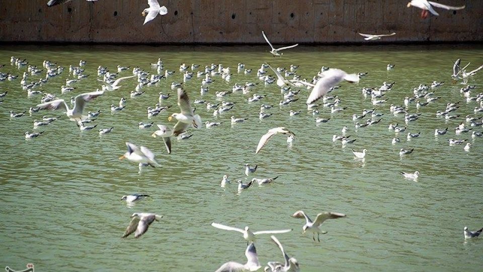 میهمانان ناخوانده زمستان شیراز میهمانان ناخوانده زمستان شیراز