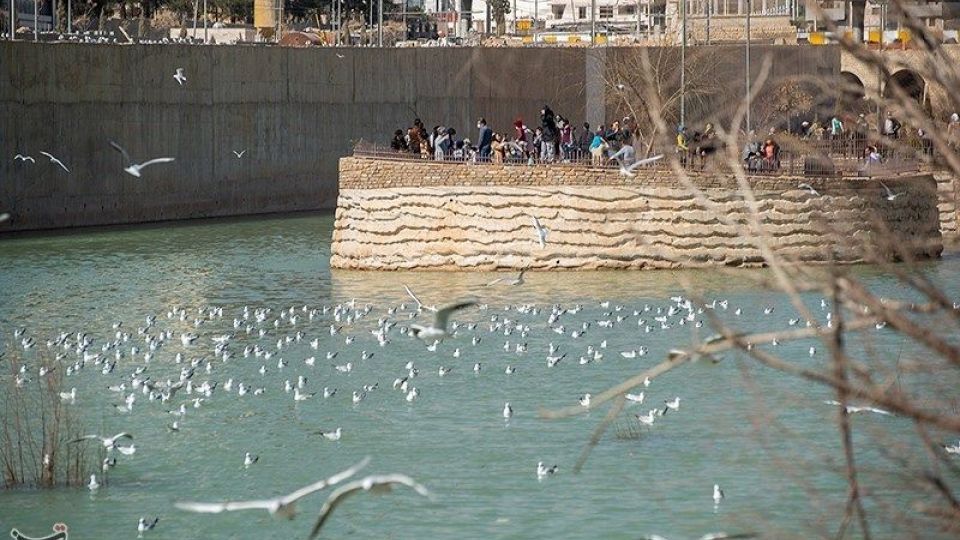 میهمانان ناخوانده زمستان شیراز میهمانان ناخوانده زمستان شیراز