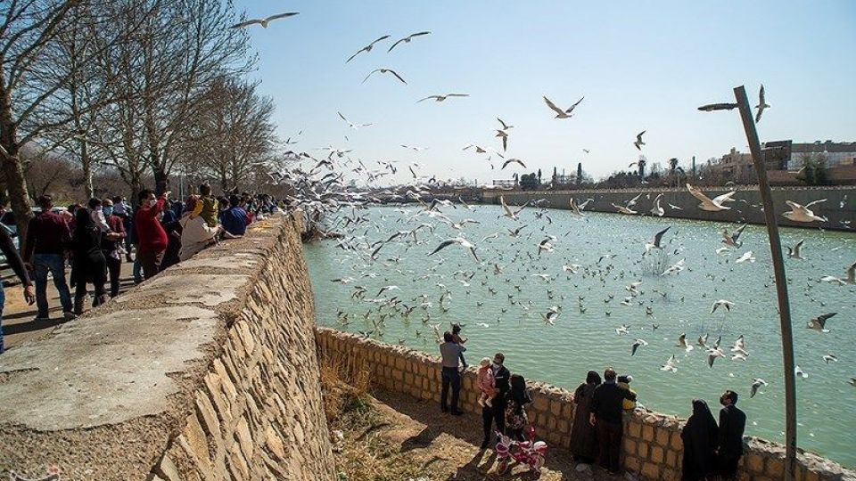 میهمانان ناخوانده زمستان شیراز میهمانان ناخوانده زمستان شیراز