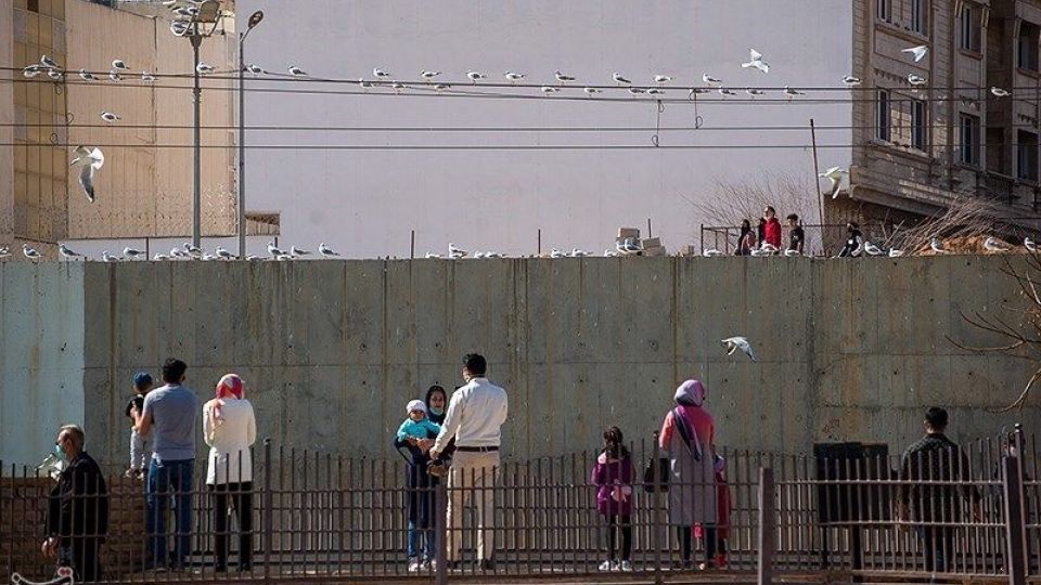 میهمانان ناخوانده زمستان شیراز میهمانان ناخوانده زمستان شیراز