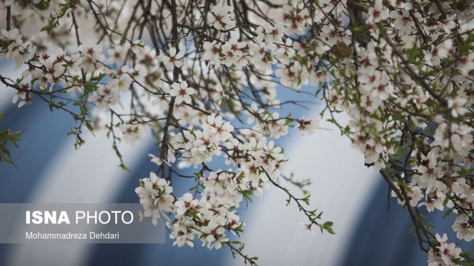 شکفتن بهار در انتهای سال کرونایی شکفتن بهار در انتهای سال کرونایی