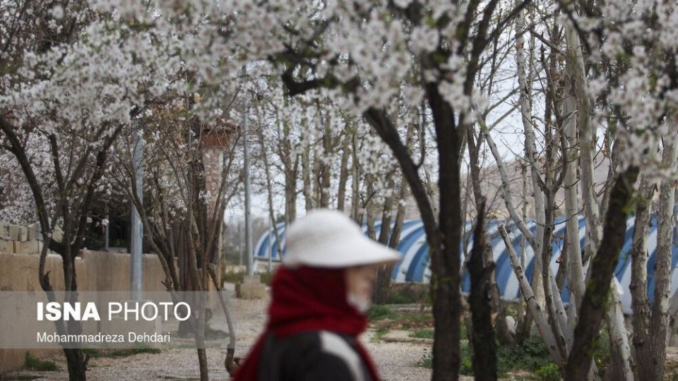 شکفتن بهار در انتهای سال کرونایی شکفتن بهار در انتهای سال کرونایی