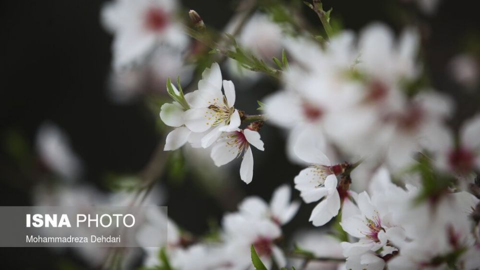 شکفتن بهار در انتهای سال کرونایی شکفتن بهار در انتهای سال کرونایی