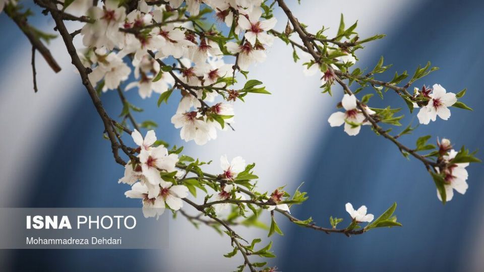 شکفتن بهار در انتهای سال کرونایی شکفتن بهار در انتهای سال کرونایی