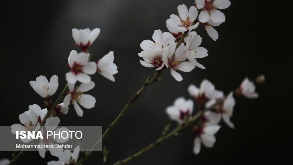 شکفتن بهار در انتهای سال کرونایی شکفتن بهار در انتهای سال کرونایی