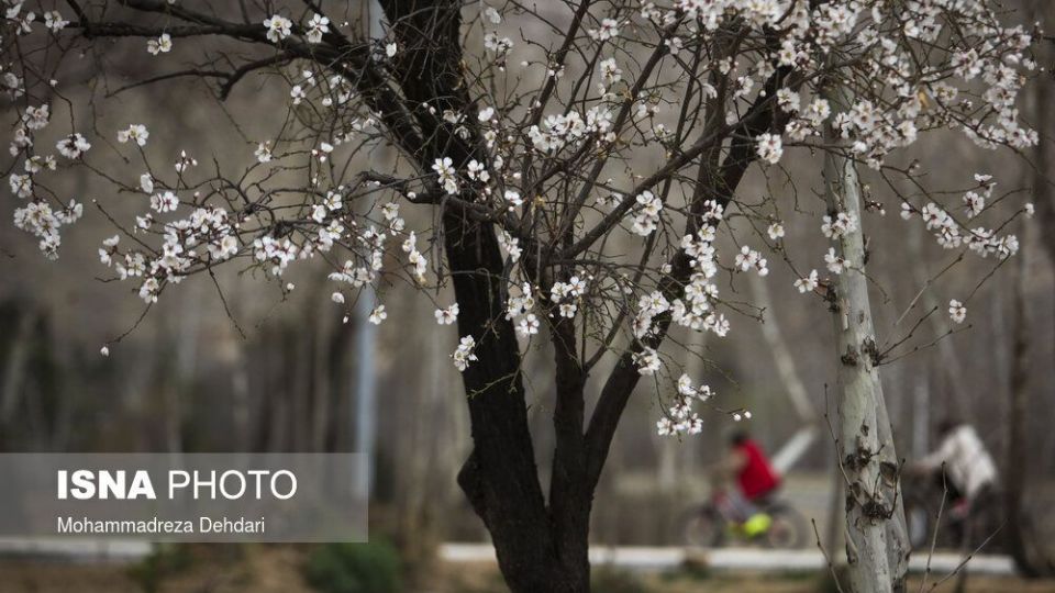 شکفتن بهار در انتهای سال کرونایی شکفتن بهار در انتهای سال کرونایی