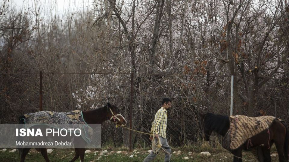 شکفتن بهار در انتهای سال کرونایی شکفتن بهار در انتهای سال کرونایی
