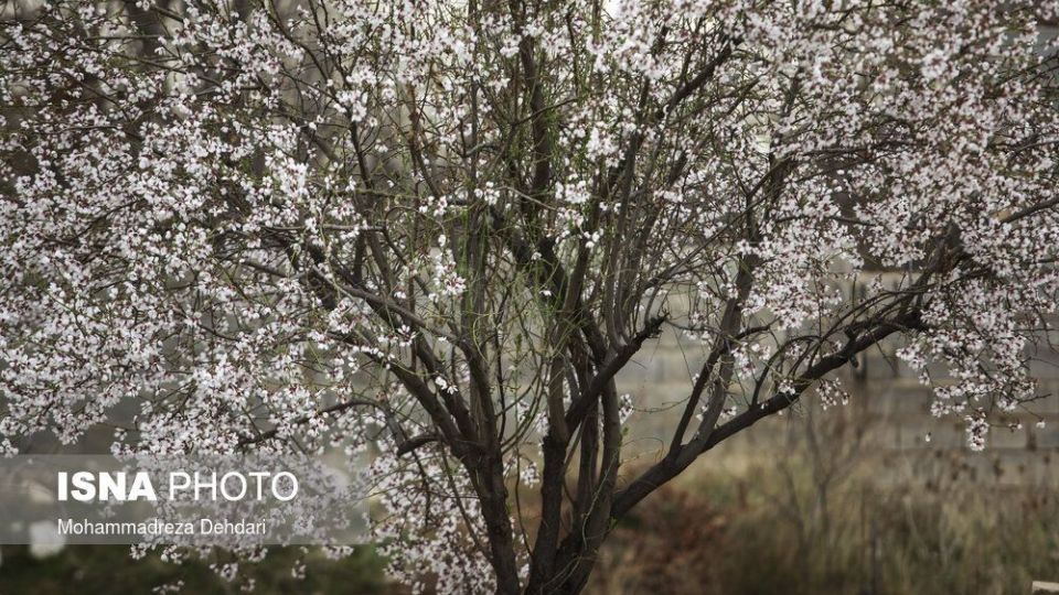 شکفتن بهار در انتهای سال کرونایی شکفتن بهار در انتهای سال کرونایی