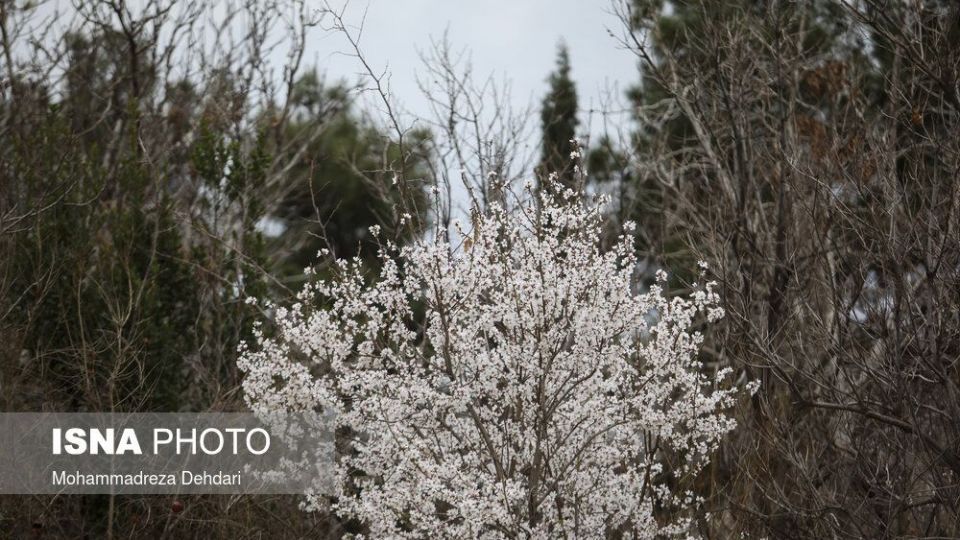 شکفتن بهار در انتهای سال کرونایی شکفتن بهار در انتهای سال کرونایی