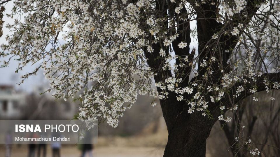 شکفتن بهار در انتهای سال کرونایی شکفتن بهار در انتهای سال کرونایی