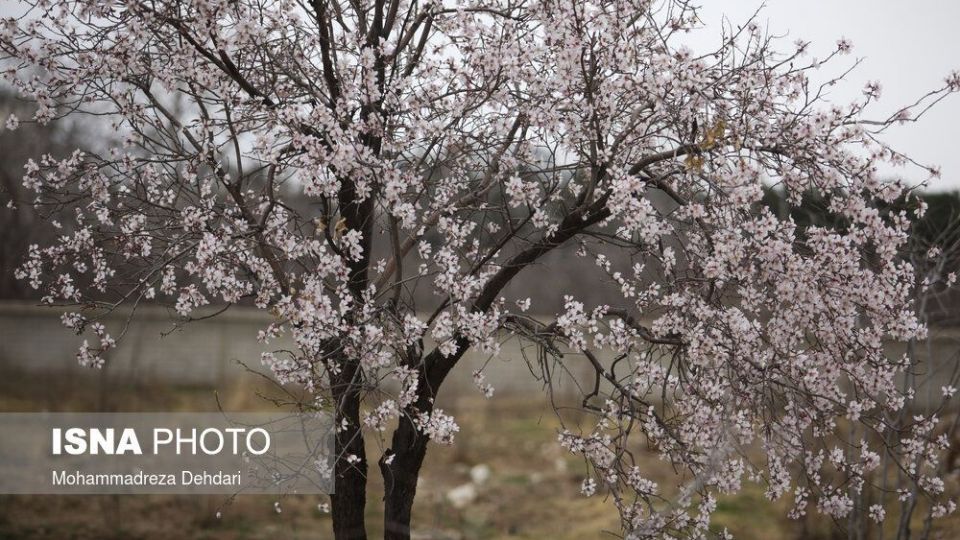 شکفتن بهار در انتهای سال کرونایی شکفتن بهار در انتهای سال کرونایی