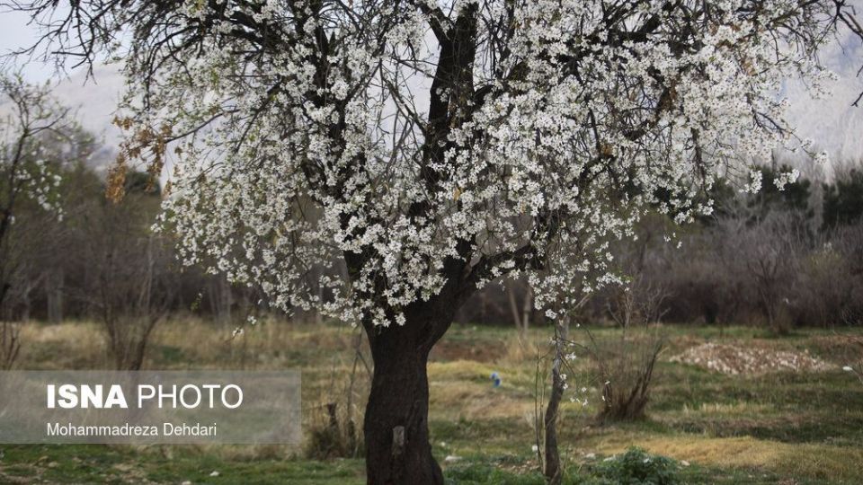 شکفتن بهار در انتهای سال کرونایی شکفتن بهار در انتهای سال کرونایی
