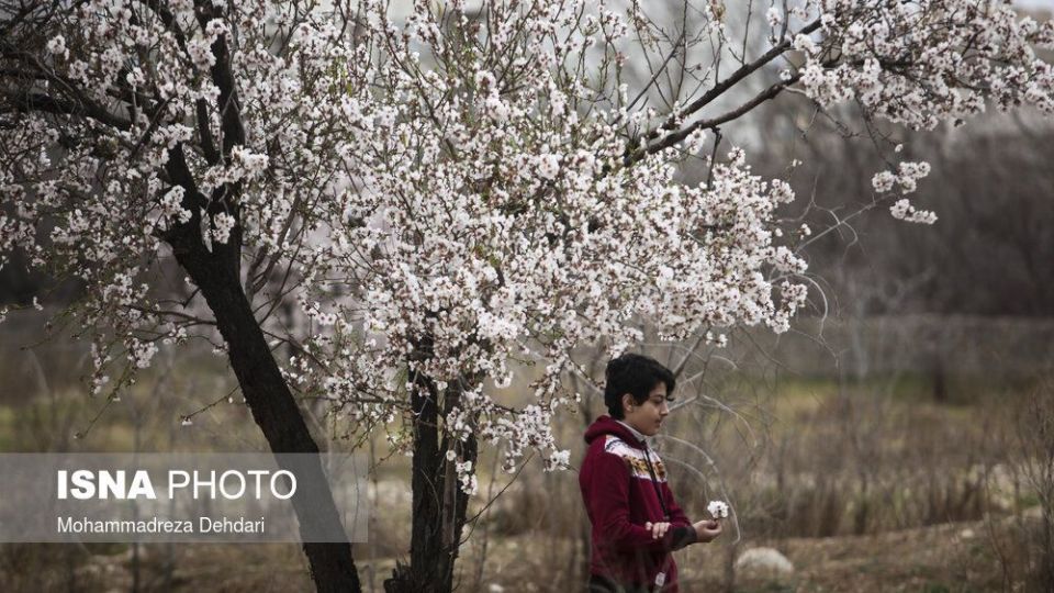 شکفتن بهار در انتهای سال کرونایی شکفتن بهار در انتهای سال کرونایی