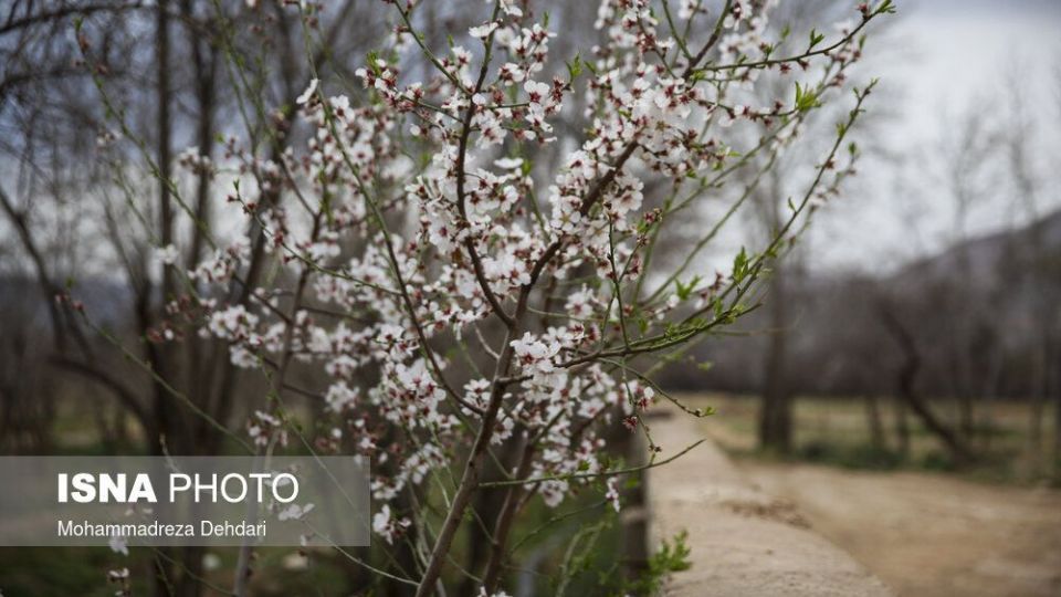 شکفتن بهار در انتهای سال کرونایی شکفتن بهار در انتهای سال کرونایی