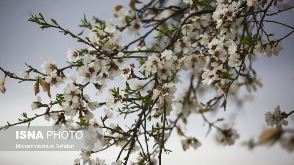 شکفتن بهار در انتهای سال کرونایی شکفتن بهار در انتهای سال کرونایی