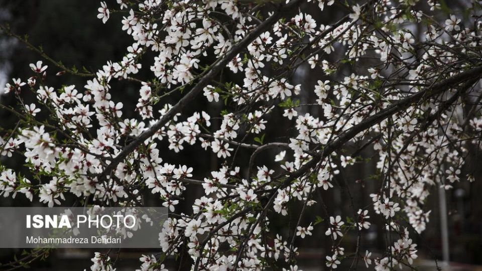 شکفتن بهار در انتهای سال کرونایی شکفتن بهار در انتهای سال کرونایی