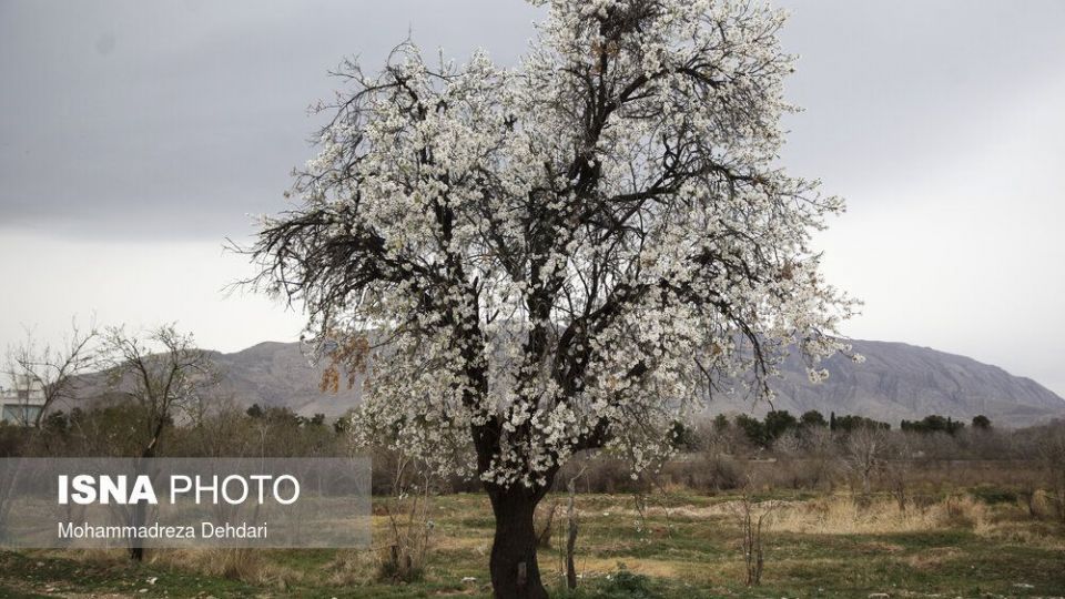شکفتن بهار در انتهای سال کرونایی شکفتن بهار در انتهای سال کرونایی