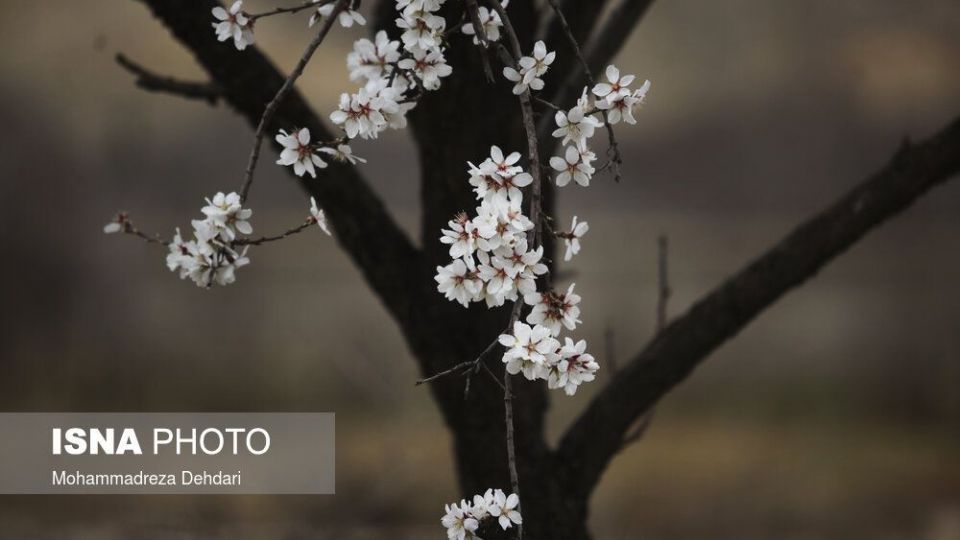 شکفتن بهار در انتهای سال کرونایی شکفتن بهار در انتهای سال کرونایی
